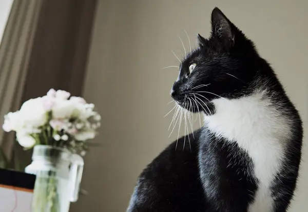 一只年轻的黑白相间的猫带着鲜花朝窗外看去 — 图库照片