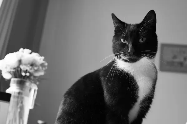 Рядом Окном Сидит Молодая Черно Белая Кошка Фоне Цветов Глядя — стоковое фото
