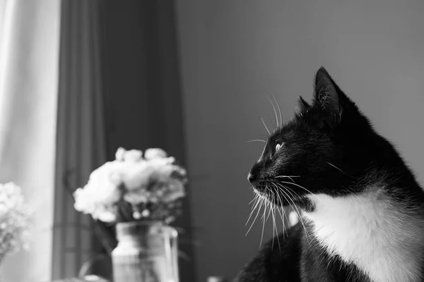 Egy Fiatal Fekete Fehér Macska Néz Ablakon Virágokkal — Stock Fotó