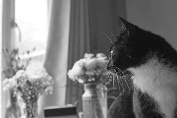 一只年轻的黑白相间的猫带着鲜花朝窗外看去 — 图库照片