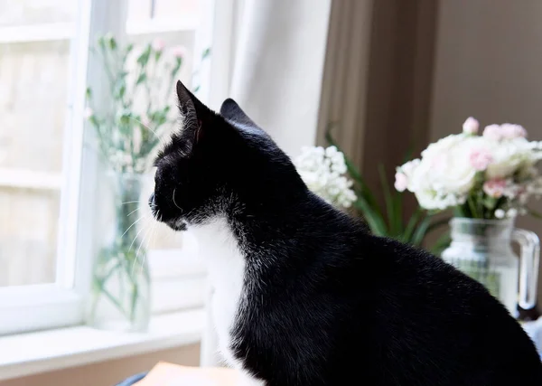 Молодий Чорно Білий Кіт Дивиться Вікно — стокове фото
