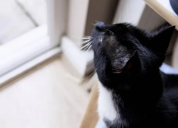 Ung Svart Och Vit Katt Tittar Genom Fönstret Textutrymme — Stockfoto