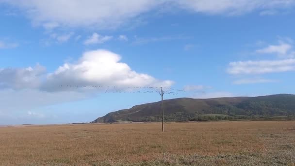 Banyak Burung Duduk Kabel Telepon Panjang Marsh Porlock Exmoor — Stok Video