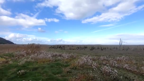 Banyak Burung Duduk Kabel Telepon Panjang Marsh Porlock Exmoor — Stok Video
