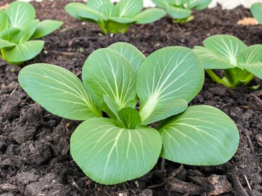 Tarlada taze yeşil Çin lahanası