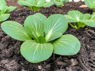 Tarlada taze yeşil Çin lahanası