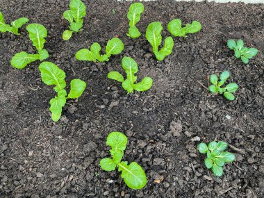 Tarlada taze yeşil Çin lahanası