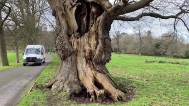 Wheatley, Oxford, İngiltere. Jan 2024 Oxford 'da buğday buğdayının yanında büyük bir deliği olan yaşlı bir ağaç..