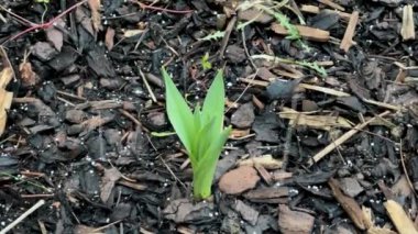 Oxford, İngiltere, Ocak 2024: 2024 'te Oxford' da ilk kar yağışı