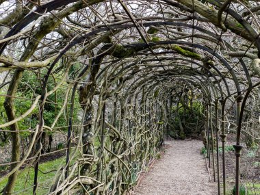 İngiltere, Greys Court 'un bahçesindeki antik, devasa salkım ağacı, 120 yaşında.