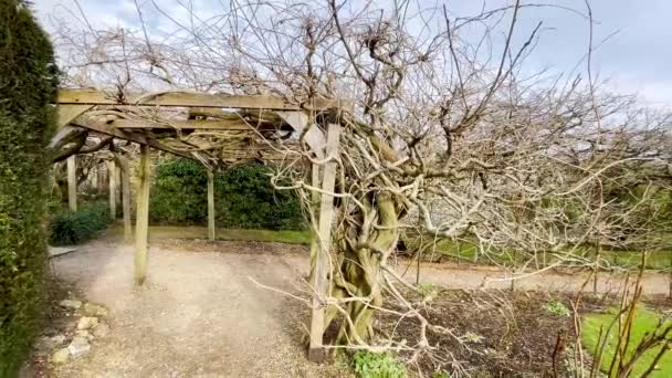 Oxford Janeiro 2024 Ancient Huge Wisteria Tree Gardens Greys Court — Vídeo de Stock