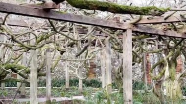 Oxford İngiltere, 28 Ocak 2024. İngiltere, Greys Court 'un bahçesindeki antik, devasa salkım ağacı, 120 yaşında.