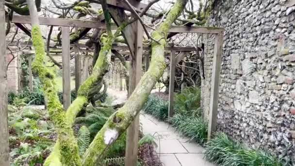 Oxford Stycznia 2024 Starożytne Ogromne Wisteria Drzewo Ogrodach Greys Court — Wideo stockowe