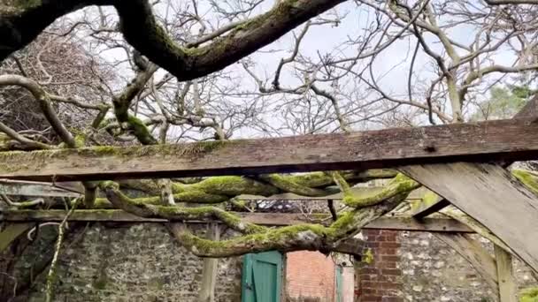 Oxford Jan 2024 Ancient Huge Wisteria Tree Gardens Greys Court — Stock Video