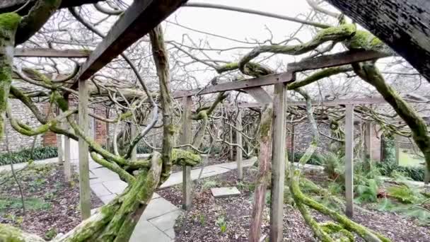 オックスフォード イギリス 2024年1月28日 120歳のイギリスのグリースコートの庭園にある古代の巨大なウィステリアの木 — ストック動画