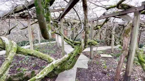 Oxford Januari 2024 Pohon Wisteria Raksasa Kuno Kebun Kebun Greys — Stok Video