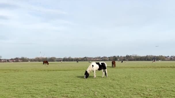 オックスフォードのポートメドウの日没で放牧する馬とピボルドポニー — ストック動画