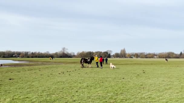 Oxford Jan 2024 Lidé Dotýkají Koně Port Meadow Oxford — Stock video