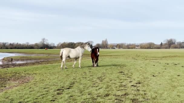 牛津Meadow港湖畔的马和皮毛小马在夕阳西下吃草 — 图库视频影像
