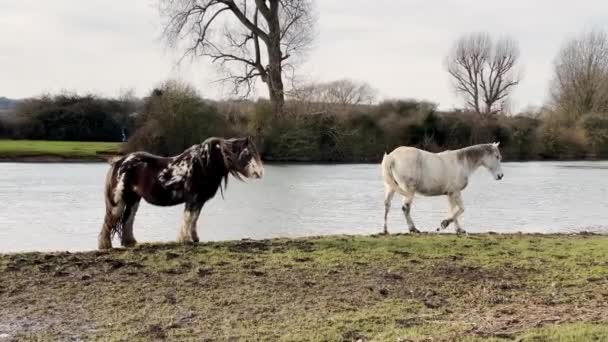 Paarden Piebald Pony Grazen Bij Zonsondergang Naast Het Meer Port — Stockvideo