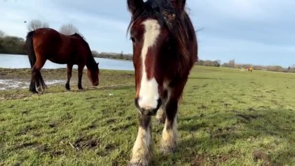 在牛津的Meadow港 一匹马正在吃草 它非常接近和跟随人们 — 图库视频影像