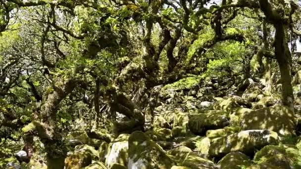 Pokręcone Starożytne Dęby Drewnie Wistmans Zachodnia Dolina Darta Park Narodowy — Wideo stockowe