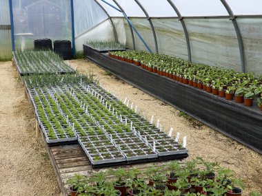 Bitki yetiştirme veya bahçe merkezinde farklı sebze ve bitkilerin filizleri yetişiyor.