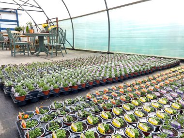 Bitki yetiştirme veya bahçe merkezinde farklı sebze ve bitkilerin filizleri yetişiyor.