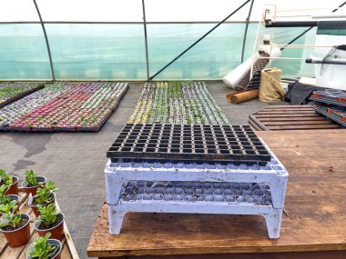 Bitki yetiştirme veya bahçe merkezinde farklı sebze ve bitkilerin filizleri yetişiyor.