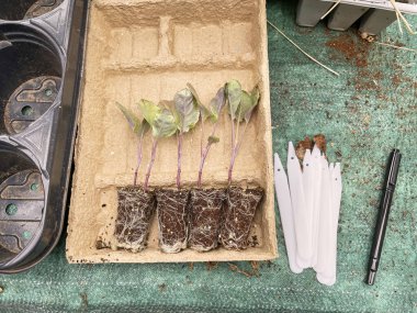 Karnabahar tohumları toprak ile biyo-çözünebilir bir tepsiye yerleştirilir. Kurulum, çevre dostu bir konteynırda bitki büyümesinin ilk safhalarını vurguluyor.