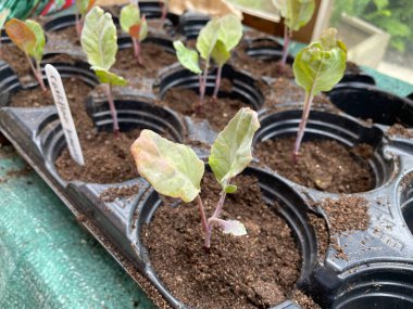 cauliflower seedlings in a black plastic planting tray clipart