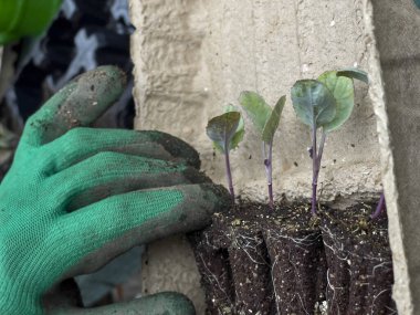 Bir bahçıvanın eldivenli elleri, geri dönüşümlü bir tepsiden plastik bir tepsiye küçük tohumlar ekiyor. Arka planda bahçe araçları görünür