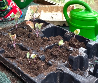 Siyah plastik bir tepside karnabahar fideleri