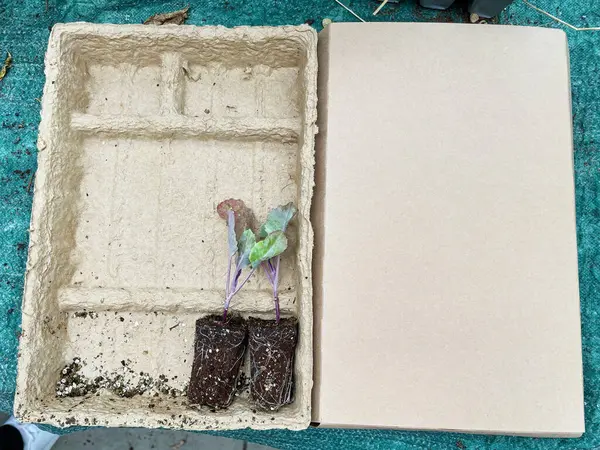 stock image cauliflower seedlings with soil attached are placed in a biodegradable tray. The setup highlights the early stages of plant growth in an eco-friendly container.