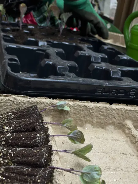 stock image cauliflower seedlings with soil attached are placed in a biodegradable tray. The setup highlights the early stages of plant growth in an eco-friendly container.