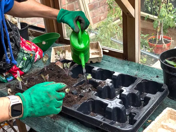 stock image A gardener waters cauliflower seedlings in a black tray using a green watering can. The tray, labeled 