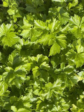 Bahçede taze kereviz yetişiyor.