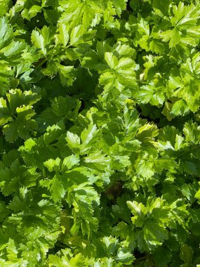 Bahçede taze kereviz yetişiyor.