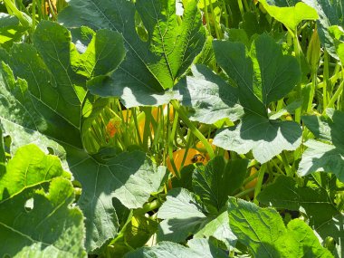 Renkli balkabakları gelişen yeşil yaprakların arasında yuva yapar, hayat dolu canlı bir bahçe sahnesi ve doğal büyüme.