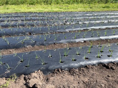 Verimli tarımsal büyüme ve ot kontrolü için siyah plastik kaplamalarla kaplı bir tarlada sıralanmış genç soğan bitkileri.