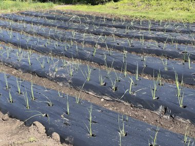 Verimli tarımsal büyüme ve ot kontrolü için siyah plastik kaplamalarla kaplı bir tarlada sıralanmış genç soğan bitkileri.