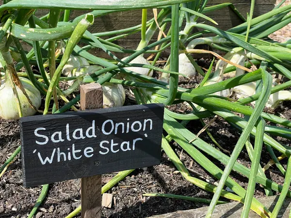 stock image Close-up of fresh onions growing in a garden bed, showcasing vibrant green stalks and earthy soil under sunlight.