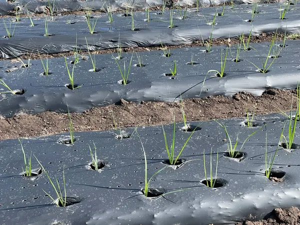 Verimli tarımsal büyüme ve ot kontrolü için siyah plastik kaplamalarla kaplı bir tarlada sıralanmış genç soğan bitkileri.