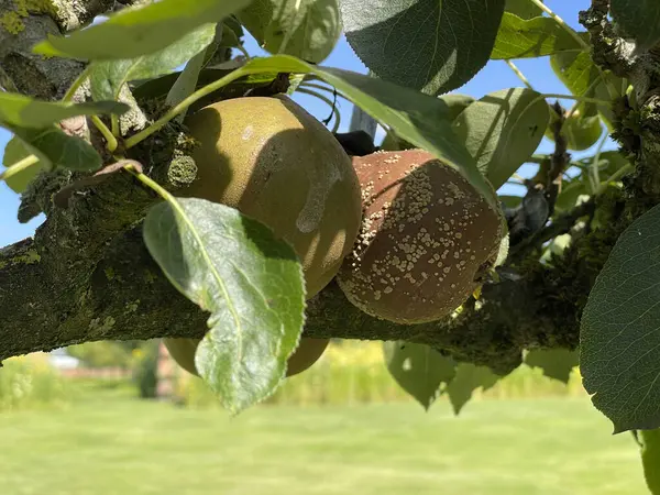 stock image Close-up of rotten pear with bite on tree branch in sunny orchard with lush green leaves