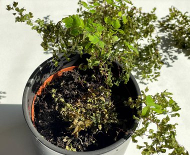 A small potted Maidenhair Fern with vibrant green leaves next to colorful pruning scissors on a white surface, showcasing gardening and plant care concepts. clipart