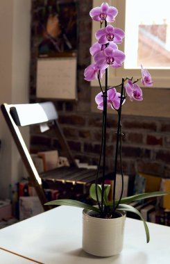 Beautiful pink orchids blooming indoors, with natural light coming through a window, home setting, featuring a cozy chair and a bookshelf in the background. clipart