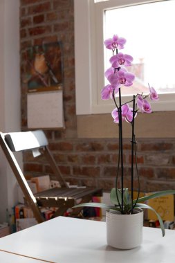 Kapalı alanda açan güzel pembe orkideler, pencereden gelen doğal ışık, ev dekorasyonu, rahat bir sandalye ve arka planda bir kitaplık..