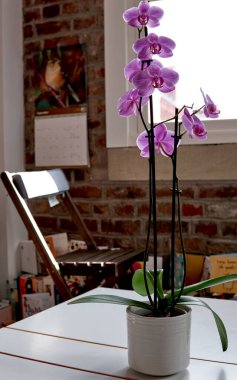 Beautiful pink orchids blooming indoors, with natural light coming through a window, home setting, featuring a cozy chair and a bookshelf in the background. clipart