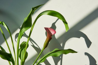 Beyaz tencerede güneş ışığı gölgeli zarif Calla Lily