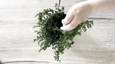 Ölü Maidenhair Fern 'i rengarenk bir makasla kesen bir adam, bahçe işlerine verilen ilgi ve ilgiyi vurguluyor.